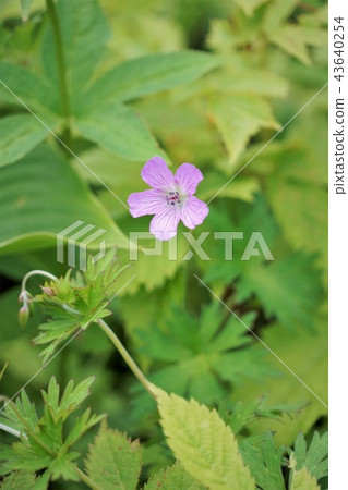 Hakuba Goryu高山植物園（Hakusan Fuuro） 43640254