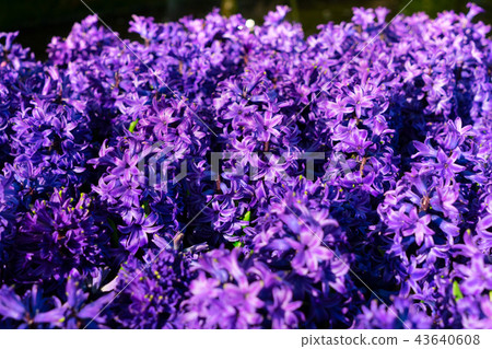 Blue hyacinth flowers Blue hyacinth flowers 43640608