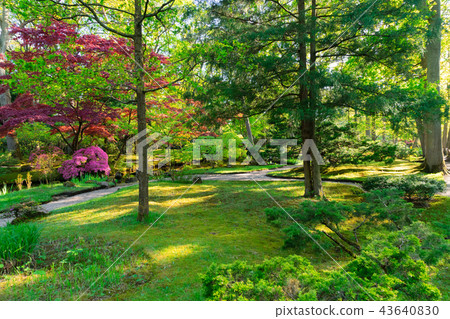japanese garden in The Hague 43640830