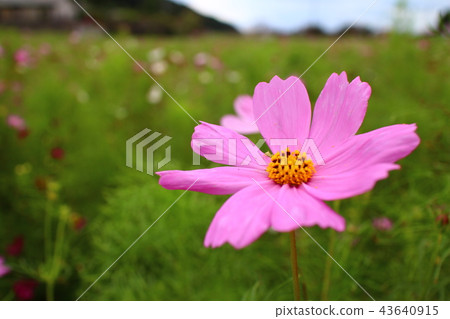 One large cosmos cosmos One large cosmos cosmos 43640915