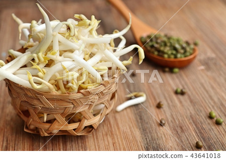 Bean sprouts with seed Bean sprouts with seed 43641018