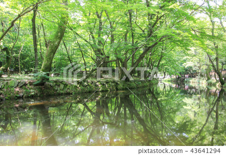 Gochang Changsun 43641294