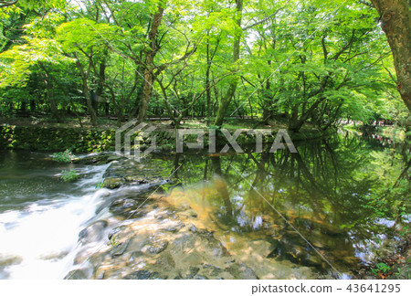 高昌長孫 高昌長孫 43641295