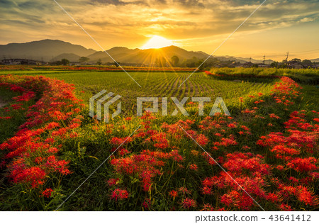 Cluster Flower (Kyoto, Kameoka City Sogabe) 43641412