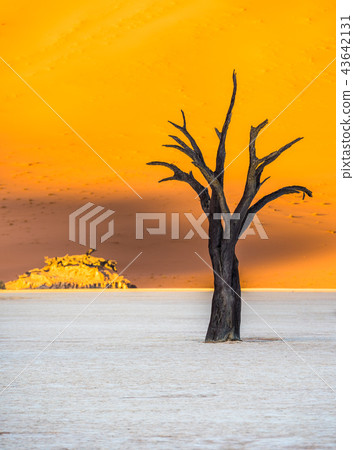 Dead Camelthorn Trees in Deadvlei, Namibia 43642131