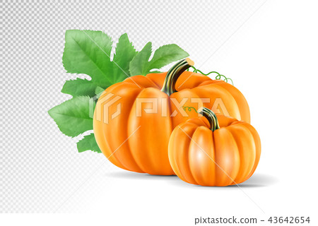 Set vegetable pumpkins with green leaves... - Stock Illustration ...