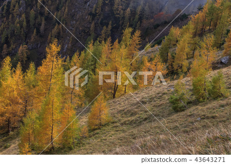 forest in Bucegi Mountains, Romania forest in Bucegi Mountains, Romania 43643271