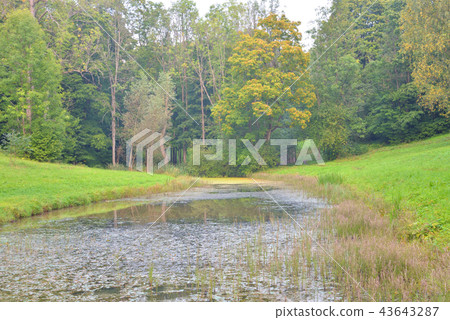Abandoned pond in the park. 43643287