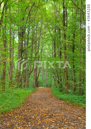Road in deciduous forest at september. Road in deciduous forest at september. 43643288