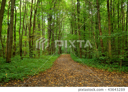 Road in deciduous forest at september. Road in deciduous forest at september. 43643289