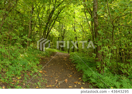Road in deciduous forest at summer. Road in deciduous forest at summer. 43643295