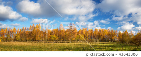 trees on the field in autumn on beautiful sunny day 43643300