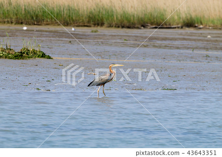 Purple heron close up.Po river lagoon Purple heron close up.Po river lagoon 43643351
