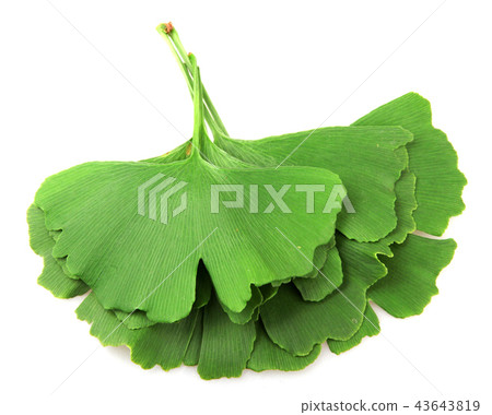 Ginkgo leaf isolated on white background. Ginkgo leaf isolated on white background. 43643819