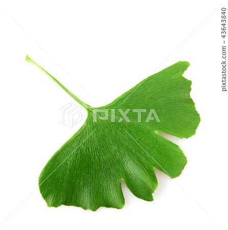 Ginkgo leaf isolated on white background. 43643840