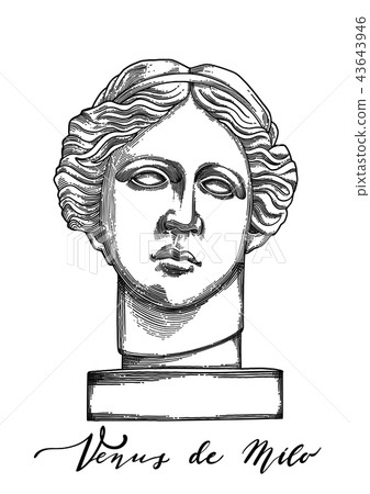 Venus de Milo head sculpture drawn in engraving technique 43643946