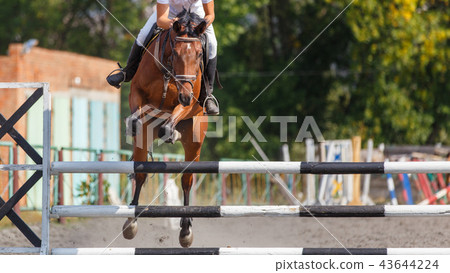 Show jumping event background with copy space 43644224