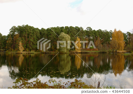Forest on the shore of the lake with reflection 43644508