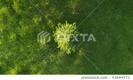 Alone tree on the field. Alone tree on the field. 43644571