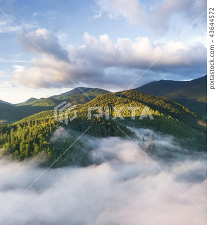 Aerial view at the forest in mist. Aerial view at the forest in mist. 43644572