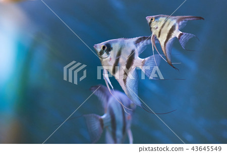 Gray triangle fishes Gray triangle fishes 43645549