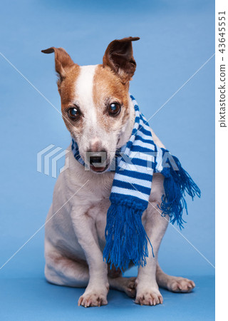 Dog sitting with scarf Dog sitting with scarf 43645551