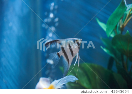 One fish in aquarium water