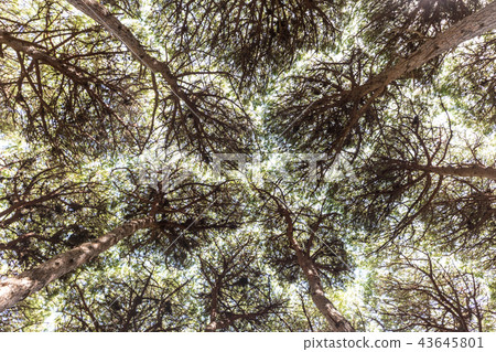 Dense pine trees forest texture 43645801