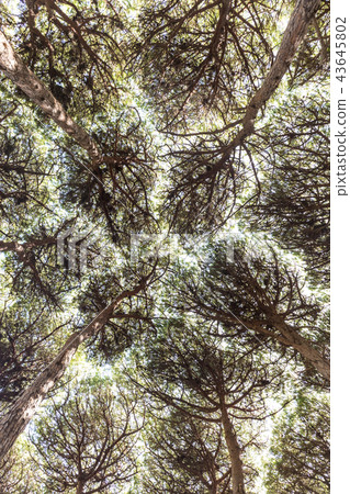 Dense pine trees forest texture Dense pine trees forest texture 43645802