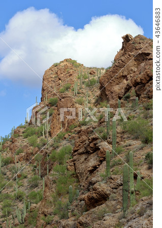 Arizona Cactus Benkei Column Saguaro 43646883