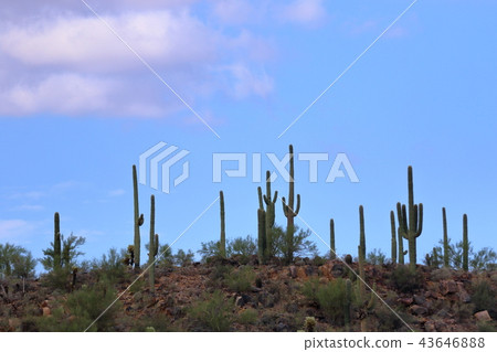 Arizona Cactus Benkei Column Saguaro 43646888