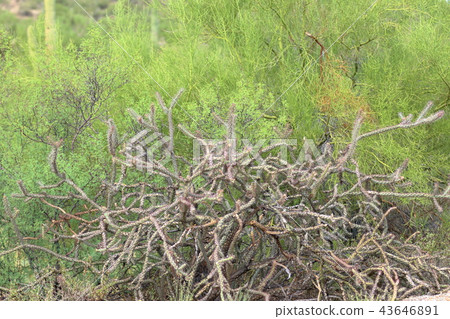 Arizona Cactus Benkei Column Saguaro 43646891