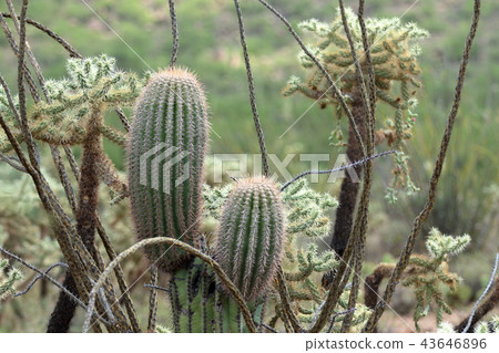 Arizona Cactus Benkei Column Saguaro 43646896