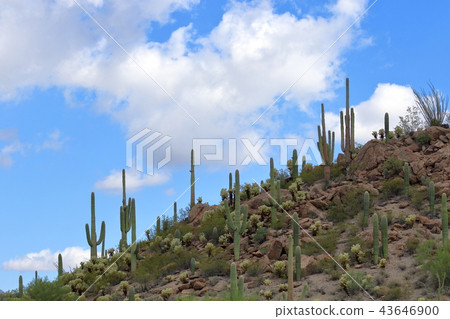 亞利桑那仙人掌Benkei專欄柱子 43646900