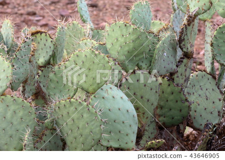 Arizona Cactus Benkei Column Saguaro 43646905