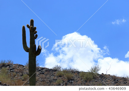 Arizona Cactus Benkei Column Saguaro Arizona Cactus Benkei Column Saguaro 43646909