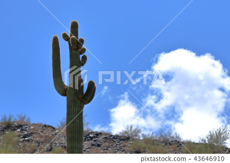 Arizona Cactus Benkei Column Saguaro Arizona Cactus Benkei Column Saguaro 43646910