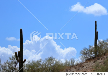 Arizona Cactus Benkei Column Saguaro 43646911
