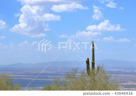 Arizona Cactus Benkei Column Saguaro Arizona Cactus Benkei Column Saguaro 43646916