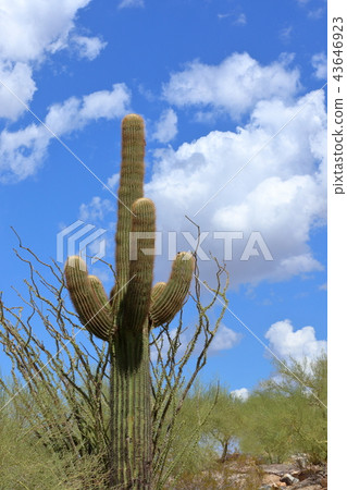 Arizona Cactus Benkei Column Saguaro 43646923