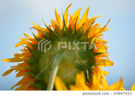 New Year's Sunflower # 33 New Year's Sunflower # 33 43647453
