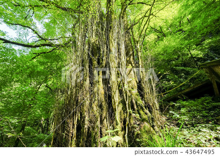 A large tree of wigs 43647495