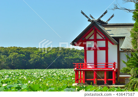 Mizunuma Shrine 43647587