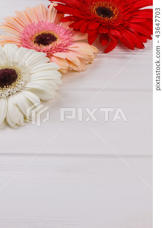 Beautiful colorful flowers close up. Beautiful colorful flowers close up. 43647703