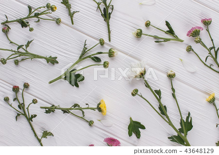 Unripe flowers arrangement. Unripe flowers arrangement. 43648129