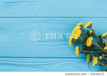 Yellow dahlia flowers on blue wood. Yellow dahlia flowers on blue wood. 43648252