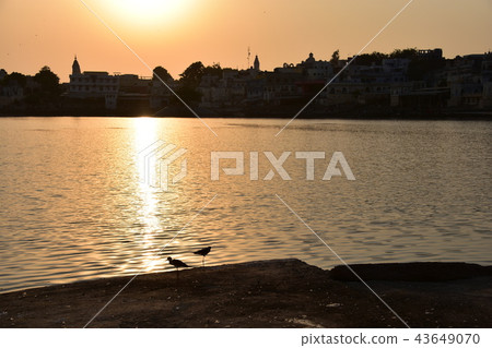 India Hindu holy land Pushkar cityscape Pushkar lake at sunset Beautiful sunset and wild bird silhouette India Hindu holy land Pushkar cityscape Pushkar lake at sunset Beautiful sunset and wild bird silhouette 43649070