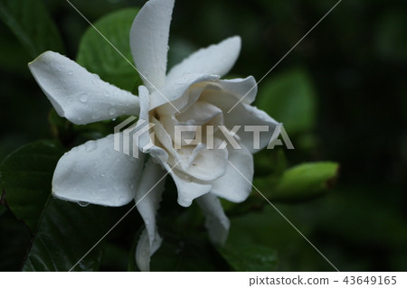 Rain flower 43649165