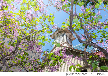 Clock tower and lilac on a sunny day 43649502