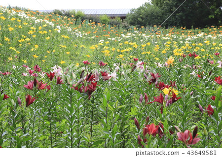Tourizawa Yuuri Garden Colorful Lily Tourizawa Yuuri Garden Colorful Lily 43649581